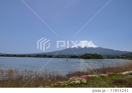 <山梨県>春の富士山と河口湖 <山梨県>春の富士山と河口湖 77855241