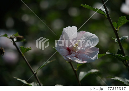 ムクゲの花(半八重咲・白) ムクゲの花(半八重咲・白) 77855317