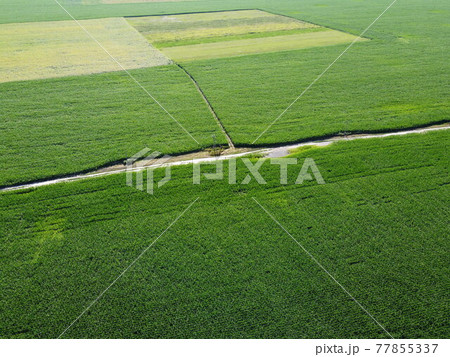 Extensive corn fields, top view. Green farm fields, landscape. 77855337