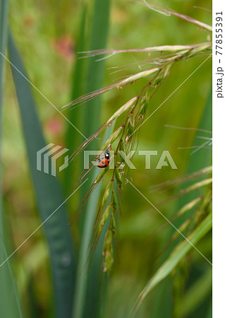 てんとう虫 てんとう虫 77855391