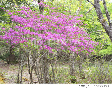 八方ヶ原の森とヤシオツツジ 八方ヶ原の森とヤシオツツジ 77855394