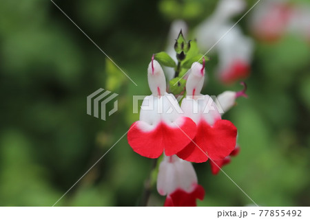 春の庭に咲く赤と白のバイカラーのチェリーセージの花 77855492