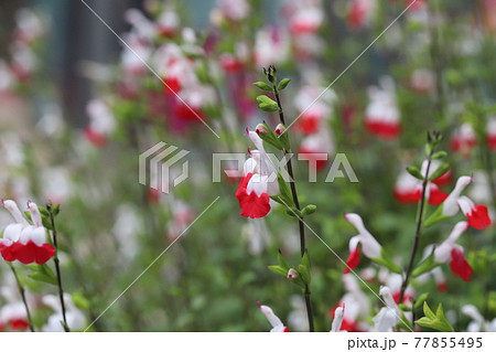 春の庭に咲く赤と白のバイカラーのチェリーセージの花 77855495