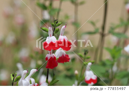 春の庭に咲く赤と白のバイカラーのチェリーセージの花 77855497