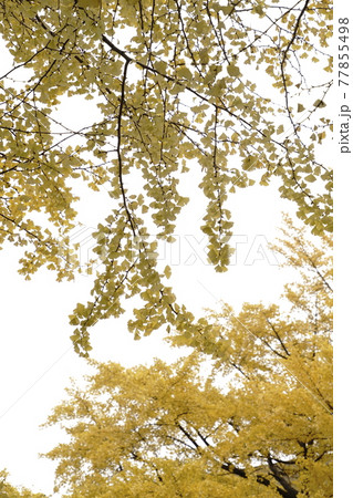 【神奈川県】横浜山下公園通り　黄葉　イチョウ並木 77855498