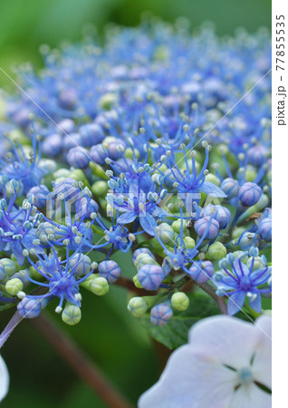 本当はこっちがアジサイの花 77855535