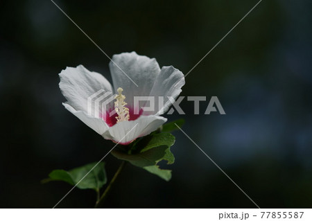ムクゲの花(一重咲・白底紅) ムクゲの花(一重咲・白底紅) 77855587