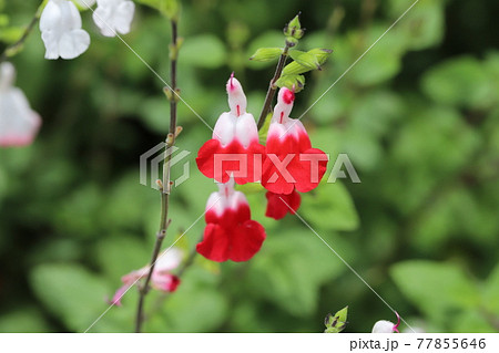 春の庭に咲く赤と白のバイカラーのチェリーセージの花の写真素材