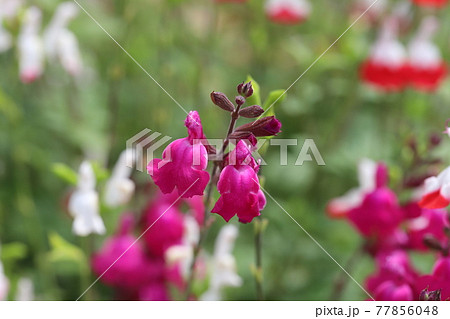 春の庭に咲く濃いピンク色のチェリーセージの花の写真素材