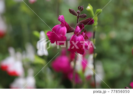 春の庭に咲く濃いピンク色のチェリーセージの花の写真素材