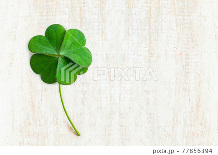 Close up clover leaves on white shabby wooden background. The symbolic of Four Leaf Clover the first is for faith, the second is for hope, the third is for love and the fourth is for lucky. Close up clover leaves on white shabby wooden background. The symbolic of Four Leaf Clover the first is for faith, the second is for hope, the third is for love and the fourth is for lucky. 77856394