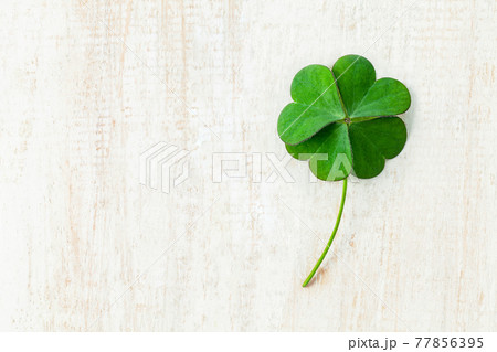 Close up clover leaves on white shabby wooden background. The symbolic of Four Leaf Clover the first is for faith, the second is for hope, the third is for love and the fourth is for lucky. 77856395