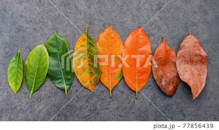 Different age of leaves and colour set up on dark stone background. Ageing and seasonal concept colorful leaves with flat lay and copy space. 77856439