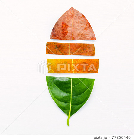 Different age of leaves and colour set up on white wooden background. Ageing and seasonal concept colorful leaves with flat lay and copy space. 77856440