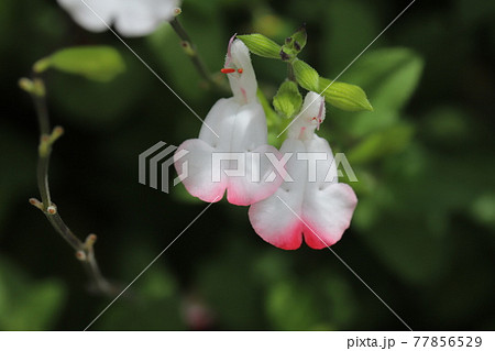 春の庭に咲く白とピンクのバイカラーのチェリーセージの花の写真素材