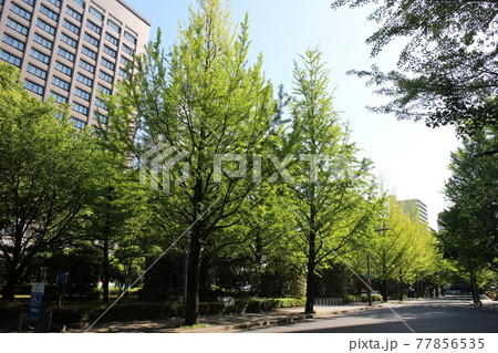 仙台市青葉区 宮城県庁周辺 仙台市青葉区 宮城県庁周辺 77856535