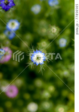 春の庭園 春の庭園 77856565