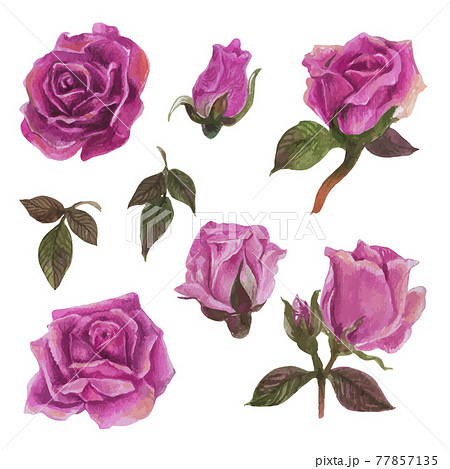 Set of rose watercolor elements. Vector illustration. Set of rose watercolor elements. Vector illustration. 77857135