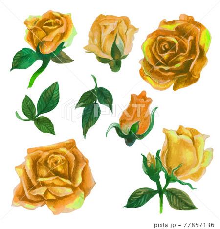 Set of rose watercolor elements. Vector illustration. Set of rose watercolor elements. Vector illustration. 77857136