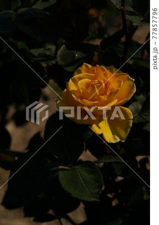 満開の黄薔薇 インカ 満開の黄薔薇 インカ 77857796