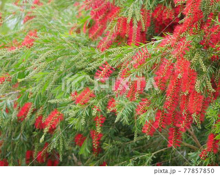 ブラシノキ1　赤 77857850