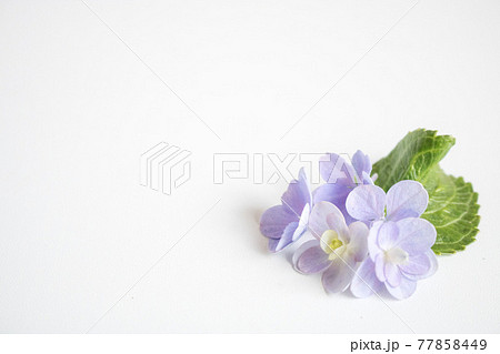 かわいい薄紫の紫陽花フレームの写真素材