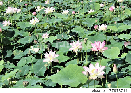 太陽の陽射しを浴びて気持ちよさそうな蓮の花 77858711