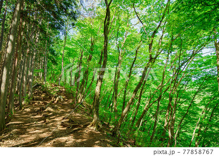 新緑の登山道（棒ノ折山） 77858767