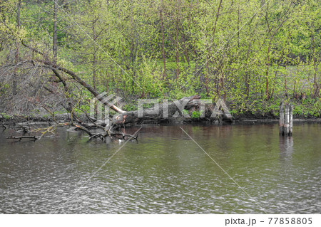 Scenic river view on rainy cloudy spring day 77858805