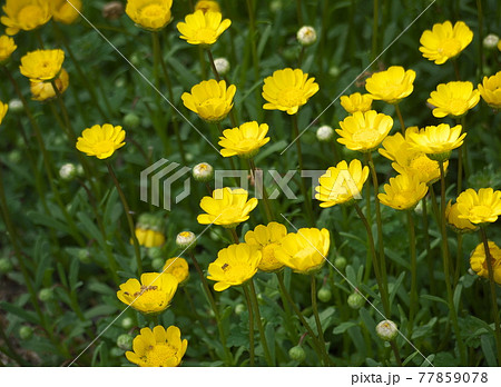 クリサンセマム・ムルチコーレ 77859078