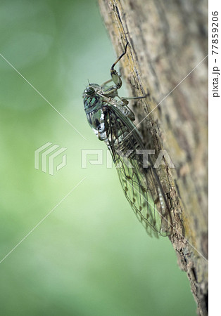柿の木にとまるミンミンゼミ1 柿の木にとまるミンミンゼミ1 77859206