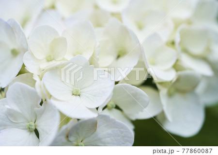 アジサイの花のクローズアップ アジサイの花のクローズアップ 77860087