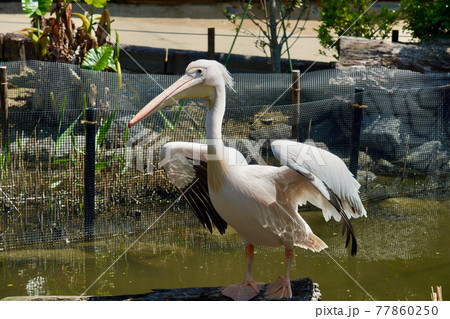 モモイロペリカン モモイロペリカン 77860250