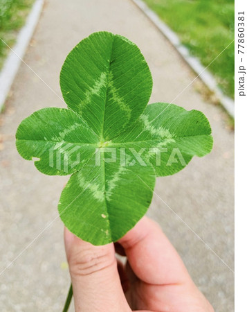 四葉のクローバー 77860381