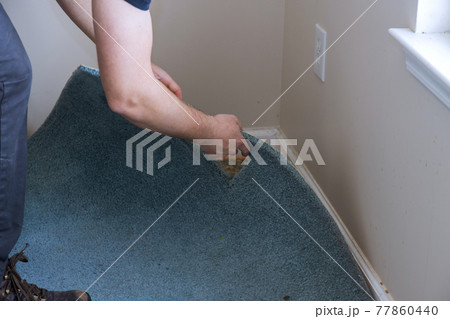 Worker with removing old carpet in room Worker with removing old carpet in room 77860440