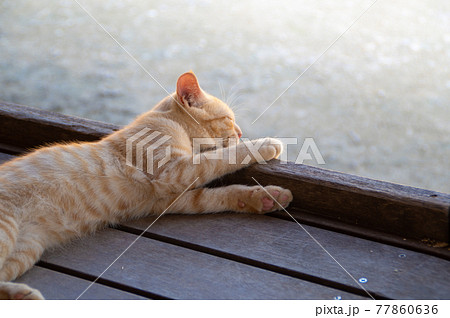 まどろむ子猫 77860636