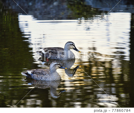 池で泳ぐカルガモの番 77860784