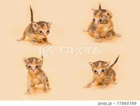 Small multicolored kitten, age 1 month Small multicolored kitten, age 1 month 77860789