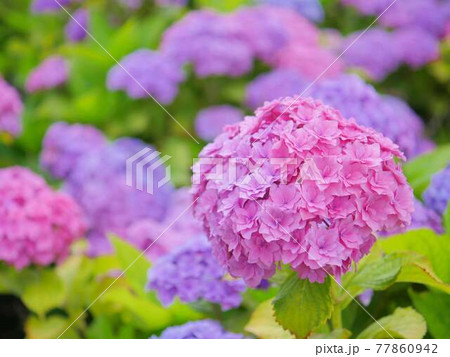 紫陽花6 ギャラクシーの写真素材
