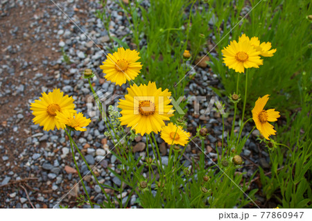 花 野生の花 黄色 77860947