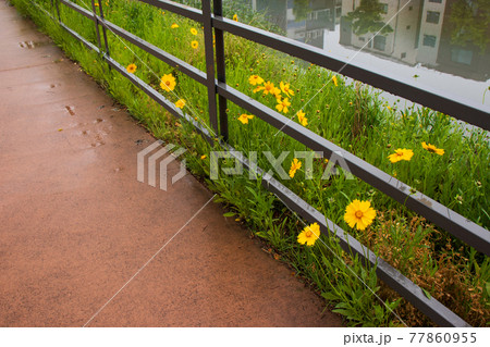 花 万 フェンス 77860955