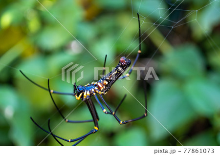 沖縄のオオジョロウグモ 77861073