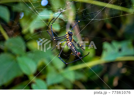 沖縄のオオジョロウグモ 77861076