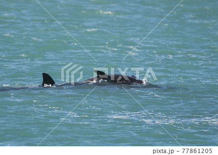 Orca Family, Patagonia Argentina Orca Family, Patagonia Argentina 77861205