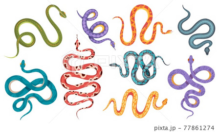 Wild snakes. Colorful coral snake tattoos with abstract and natural patterns. Viper, anaconda crawl and hiss. Poisonous serpent vector set Wild snakes. Colorful coral snake tattoos with abstract and natural patterns. Viper, anaconda crawl and hiss. Poisonous serpent vector set 77861274