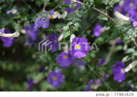 コダチヤハズカズラ 77861629