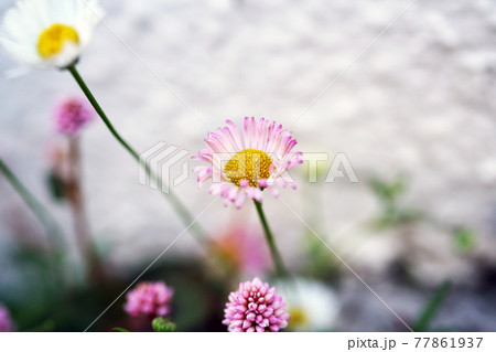 ペラペラヨメナ 77861937