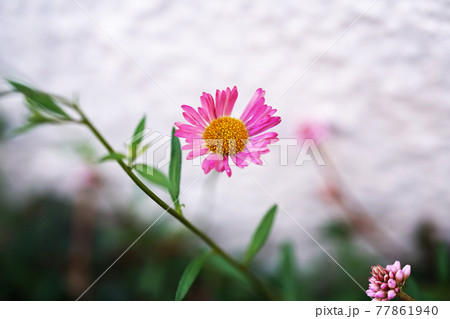 ペラペラヨメナ 77861940