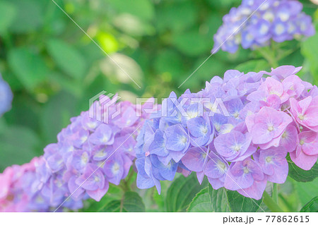 ピンク ブルー パープルのアジサイのグラデーションの写真素材