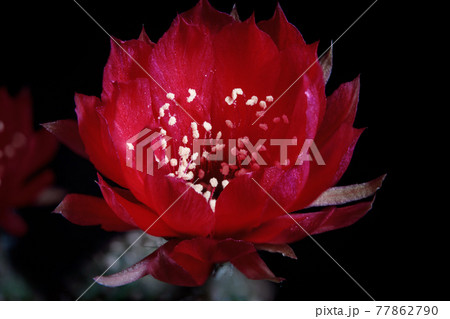 red flower of lobivia cactus agains dark background red flower of lobivia cactus agains dark background 77862790
